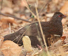 Stone Partridge