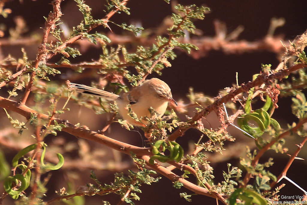 Prinia à front écailleux femelle adulte, habitat, pigmentation