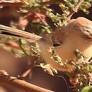 Prinia à front écailleux