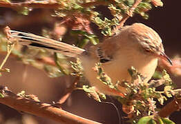 Prinia à front écailleux