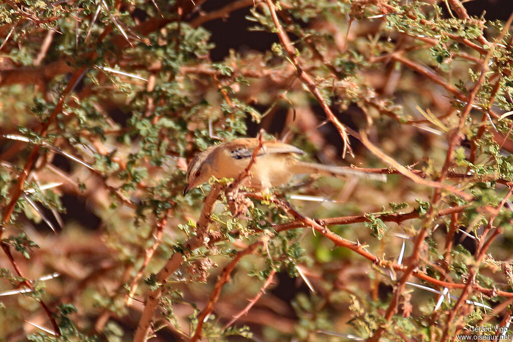 Prinia à front écailleuxadulte