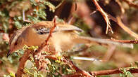 Prinia à front écailleux