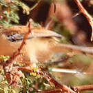 Prinia à front écailleux