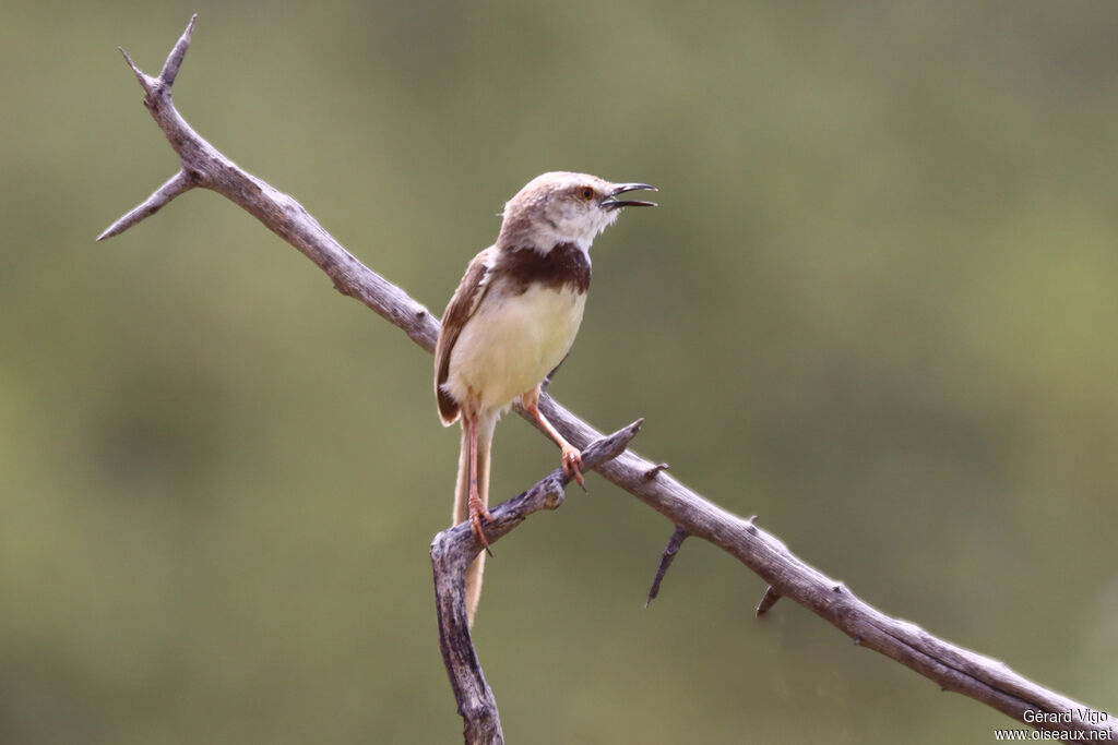 Prinia à plastron