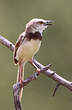 Prinia à plastron