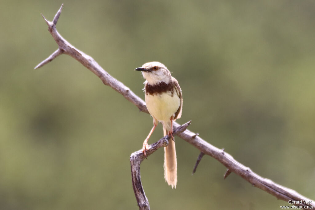 Prinia à plastron
