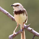 Prinia à plastron