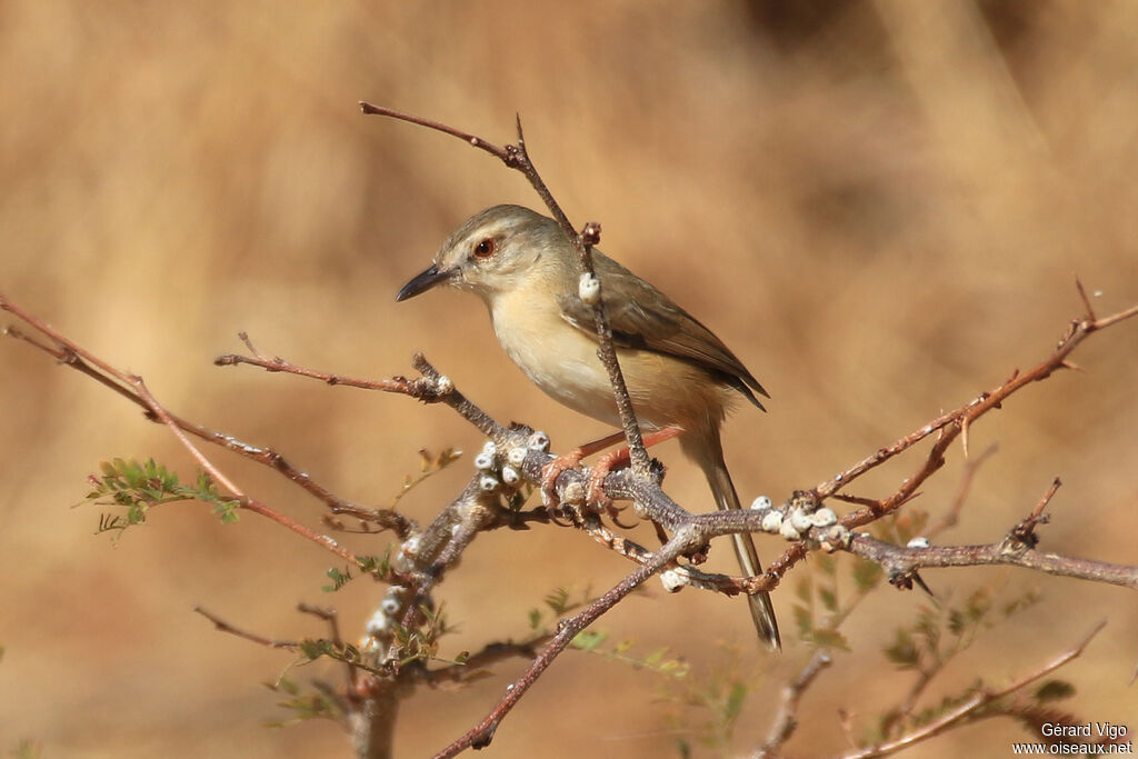 Prinia modesteadulte