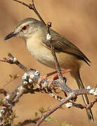 Tawny-flanked Prinia