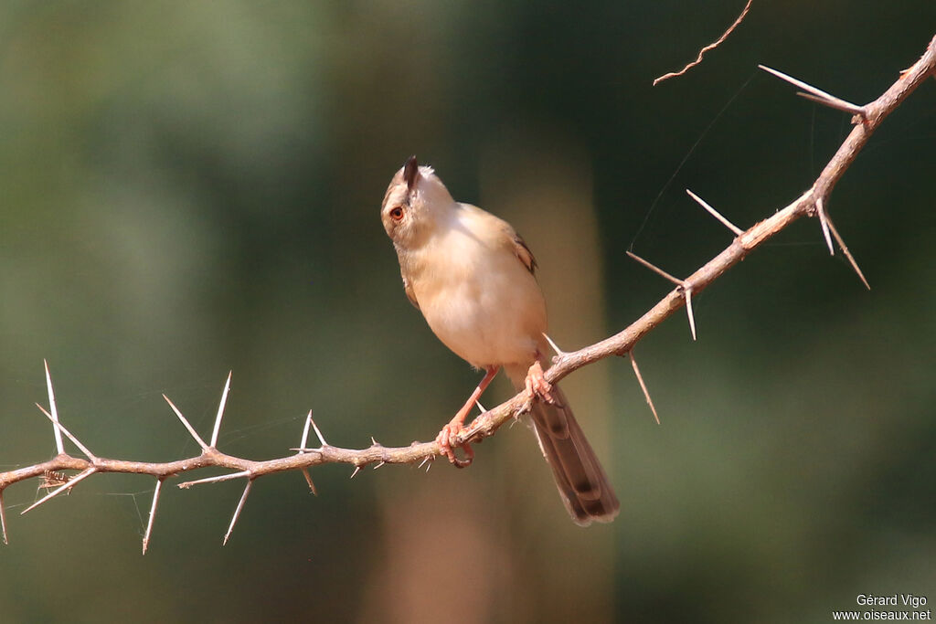 Prinia modesteadulte