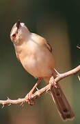 Tawny-flanked Prinia