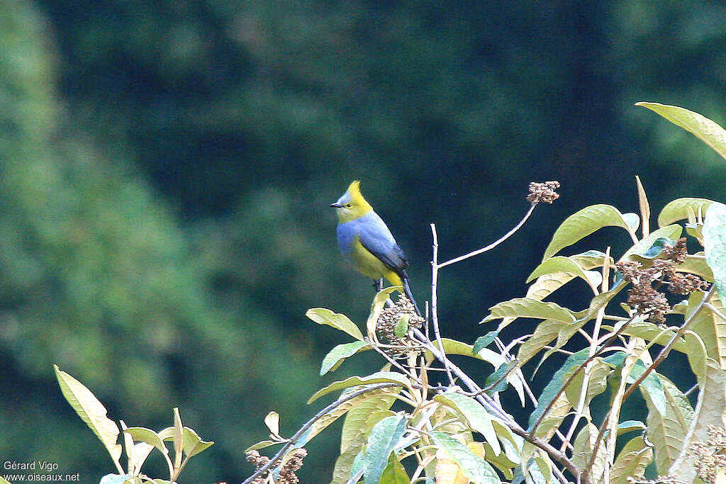 Long-tailed Silky-flycatcher male adult, habitat, Behaviour