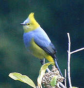 Long-tailed Silky-flycatcher