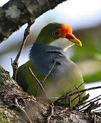 Orange-fronted Fruit Dove