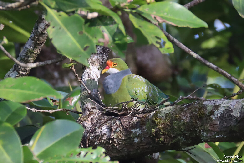 Orange-fronted Fruit Doveadult