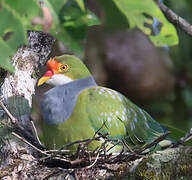 Orange-fronted Fruit Dove