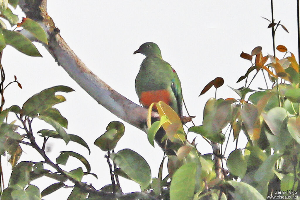 Orange-bellied Fruit Doveadult