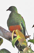 Orange-bellied Fruit Dove