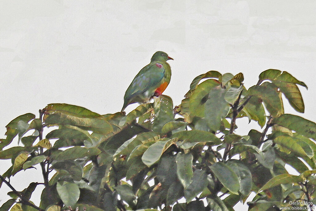 Orange-bellied Fruit Doveadult