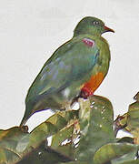 Orange-bellied Fruit Dove