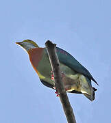 Pink-spotted Fruit Dove