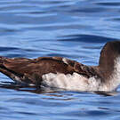 Puffin des Galapagos