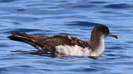 Puffin des Galapagos