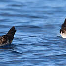 Puffin fouquet