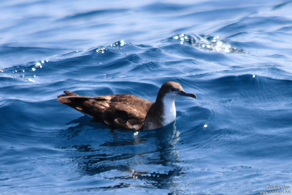 Puffin persiqueadulte, nage