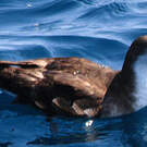 Puffin persique