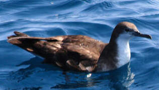 Persian Shearwater