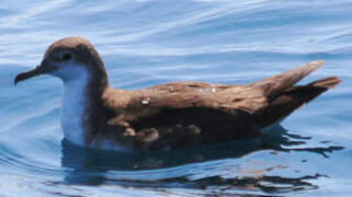 Persian Shearwater