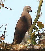 Grey-headed Fish Eagle