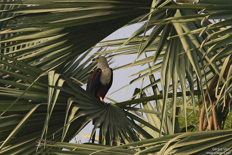 Pygargue vocifère - Pygargue vocifer adulte - gevi234134