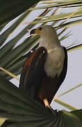 African Fish Eagle