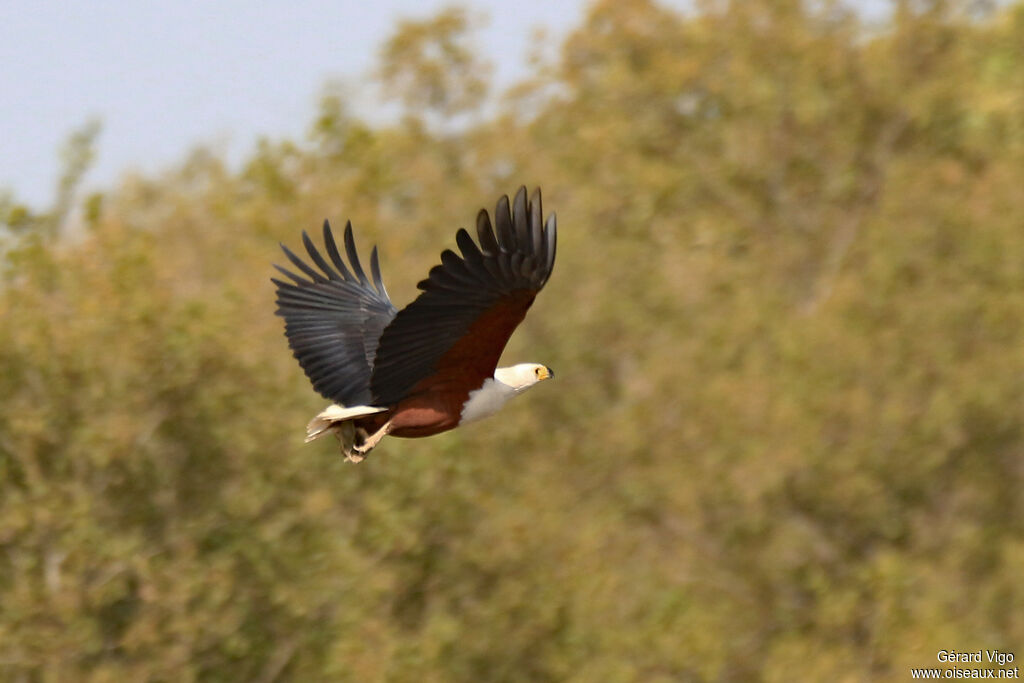 African Fish Eagleadult, Flight