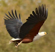 African Fish Eagle