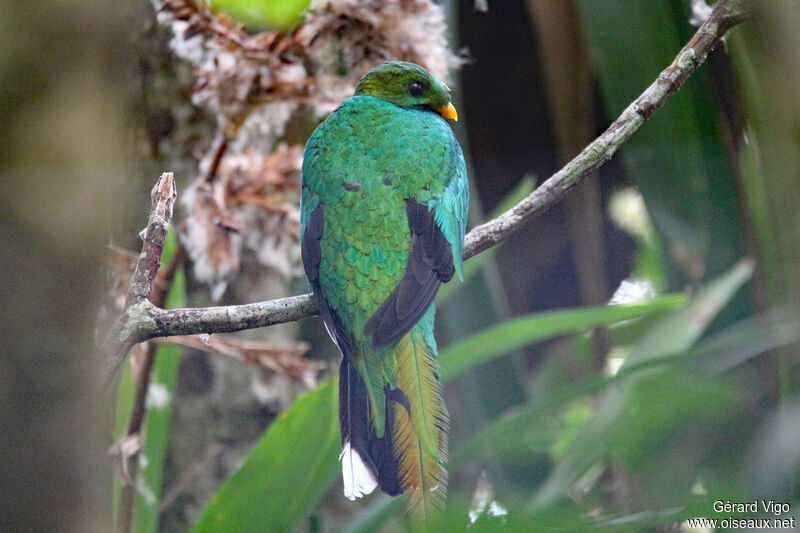 White-tipped Quetzal male adult