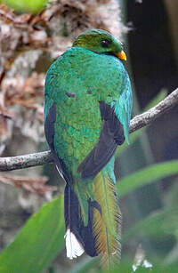 Quetzal brillant