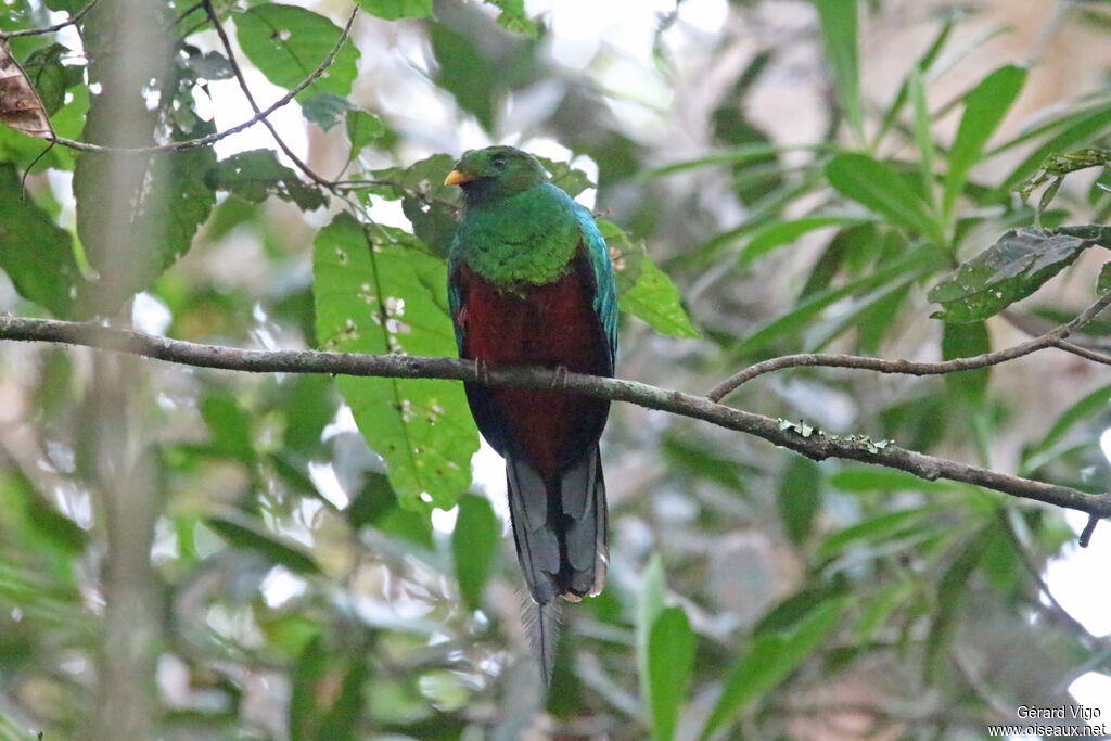 Quetzal brillant mâle adulte