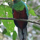 Quetzal brillant