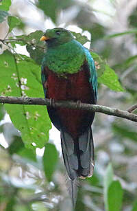 Quetzal brillant