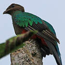 Quetzal doré