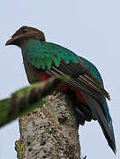 Golden-headed Quetzal