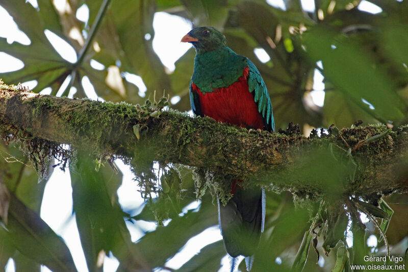 Golden-headed Quetzal male adult