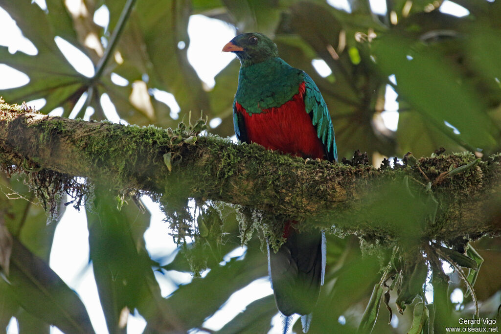 Quetzal doré mâle adulte