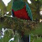 Quetzal doré