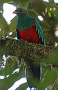 Golden-headed Quetzal