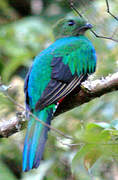 Resplendent Quetzal