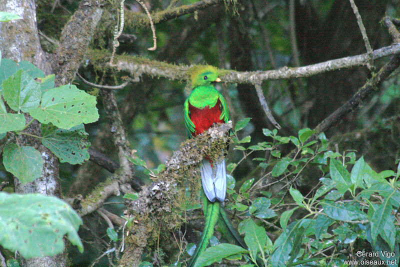Resplendent Quetzal male adult